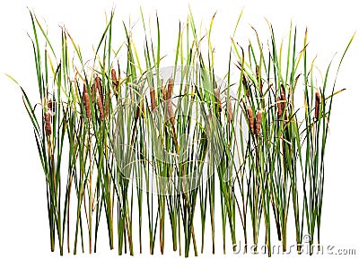 Cut out cattail. Distaff isolated Stock Photo