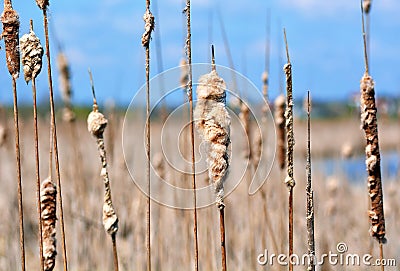 Cattail Seed Heads Stock Photo