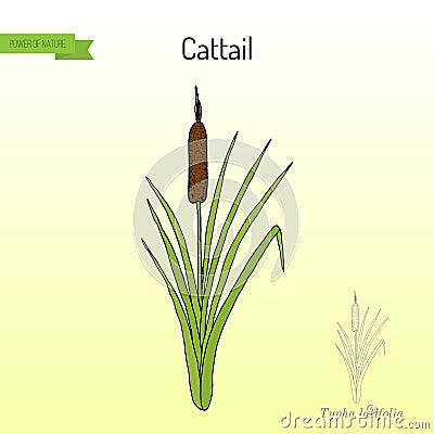 Cattail Typha latifolia , wetland plant Vector Illustration