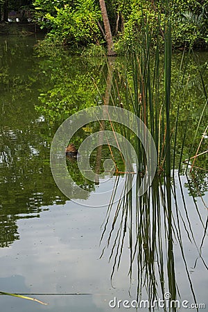 Cattail water plants reflecting on the surface of a pond in Thailand. Stock Photo