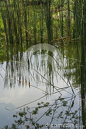 Cattail water plants reflecting on the surface of a pond in Thailand. Stock Photo