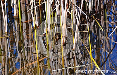 Cattail in water Stock Photo