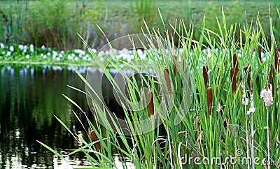 Cattails in a Pond Stock Photo