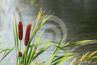 Cattails on the Pond in Jacksonville Beach Stock Photo