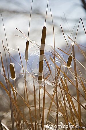 Cattails in winter Stock Photo