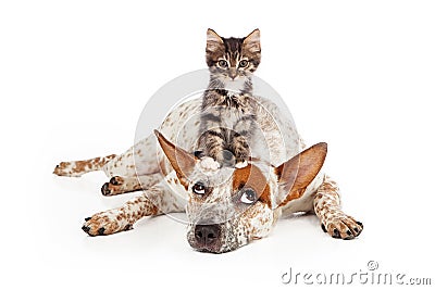 Catte Dog With Kitten on His Head Stock Photo