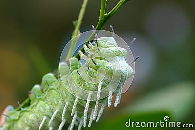 Catterpillar Stock Photo
