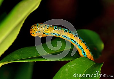 Catterpillar of Blue Tiger moth, Dysphania percota, Agumbe, Karnataka, India Stock Photo