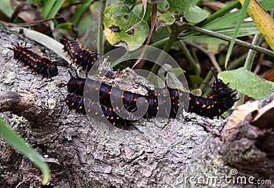 Caterpillars of California Pipevine Swallowtail, Battus philenor subsp. hirsuta Stock Photo