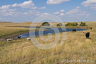 Cattle Stock Photo