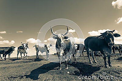 Cattle Animals Closeup Vintage Stock Photo