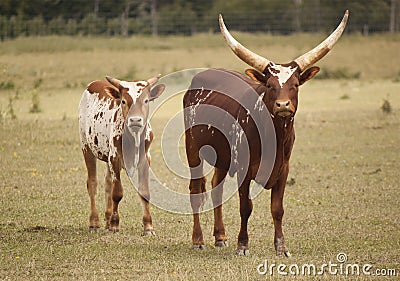 Cattle Ankole-Watusi Stock Photo