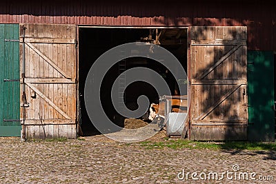 Cattle in a barn Stock Photo