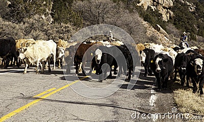 Cattle Drive Editorial Stock Photo