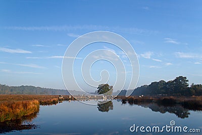 Cattle on border of lake Stock Photo