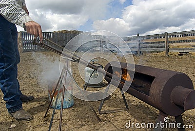 Cattle Branding Activities Stock Photo