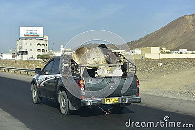 Cattle Carrier Editorial Stock Photo