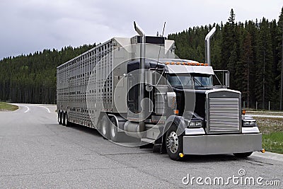 Cattle Carrier Stock Photo