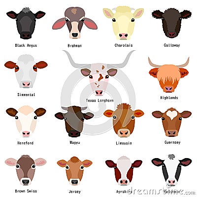 Cattle chart with breeds name Vector Illustration