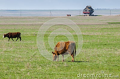 Cattle,colloquially cows,are the most common type of large domesticated ungulates. Stock Photo