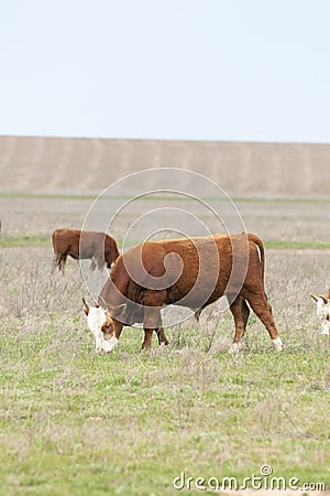 Cattle,colloquially cows,are the most common type of large domesticated ungulates. Stock Photo