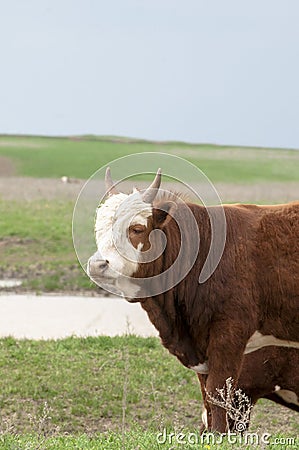 Cattle,colloquially cows,are the most common type of large domesticated ungulates. Stock Photo