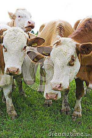 Cattle cows Stock Photo