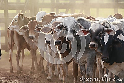 Cattle Stock Photo