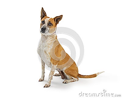 Cattle Dog Coonhound Crossbreed Dog Sitting Stock Photo