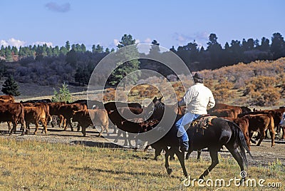 Cattle drive on Girl Scout Road, Ridgeway, CO Editorial Stock Photo