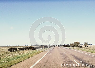 Cattle droved along road Stock Photo