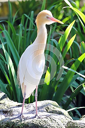 Cattle Egret bird Stock Photo