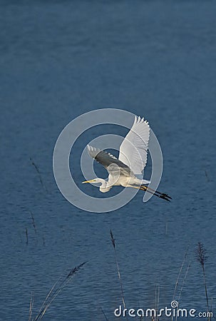 Cattle egret bird flying over the ramganga rive in an indian forest Stock Photo