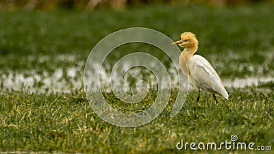 Cattle Egret in breeding plumage - Funny Cap Stock Photo
