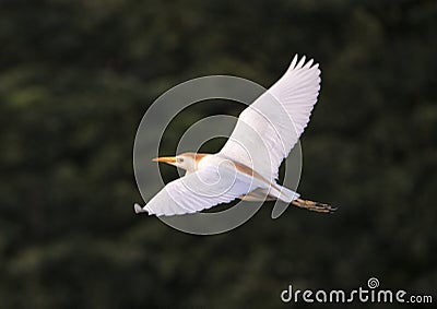 Cattle egret flying Stock Photo