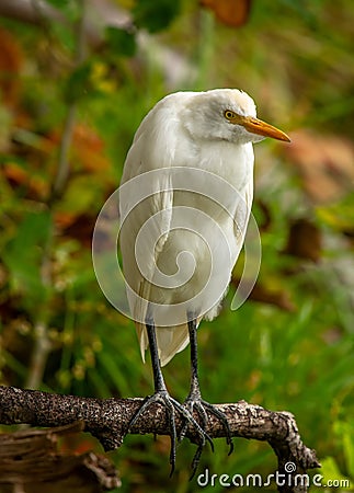 Cattle Egret in Florida Swamp Stock Photo