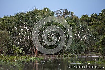 Cattle Egret Roost Along Riverbank, Wide Angle Stock Photo
