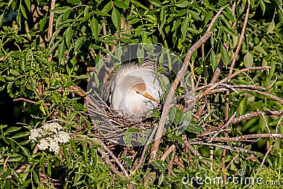 Cattle Egret Roosting On Nest Stock Photo