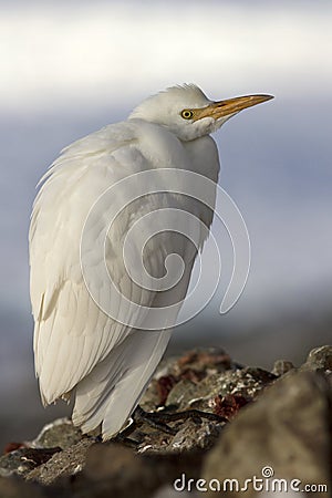 Cattle Egret in winter plumage which sits on rockh Antarctic isl Stock Photo