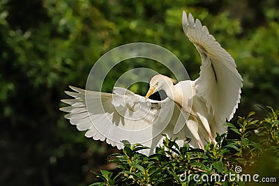 The Cattle Egret & x28;Bubulcus ibis& x29; Stock Photo
