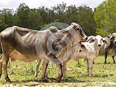 Cattle family cow calf heifer bull live animals Stock Photo