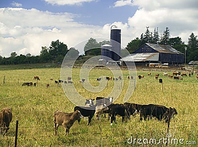 Cattle Farm Stock Photo