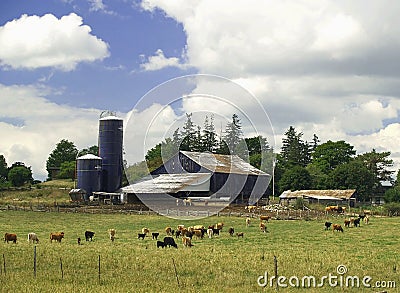 Cattle on the Farm Stock Photo