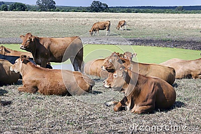 Cattle on a farm near Ceres Stock Photo