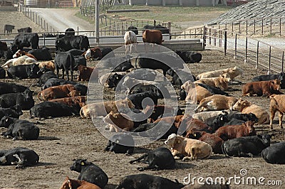 Free feedlot business plan