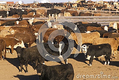 Cattle in feed lots, CO Stock Photo