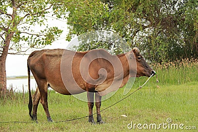 Cattle feeding ranch Stock Photo