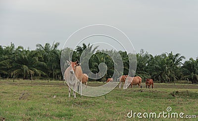 Cattle feeding ranch Stock Photo