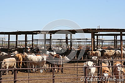 Cattle feedlot Stock Photo