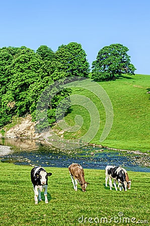 Cattle in feild next to River Bela in Cumbria, England Stock Photo